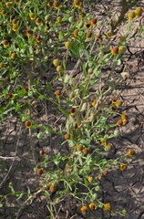 Helenium microcephalum