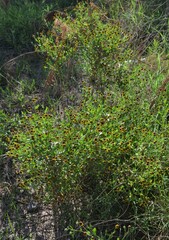 Helenium microcephalum