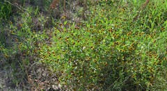 Helenium microcephalum