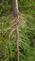 Helenium microcephalum