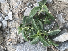 Ditaxis serrata