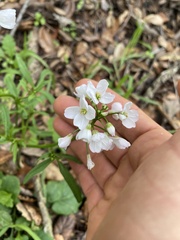 Cardamine californica