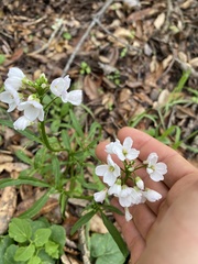 Cardamine californica