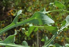 Helenium microcephalum