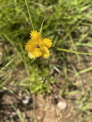 Cyperus sphaerocephalus