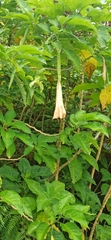 Brugmansia suaveolens