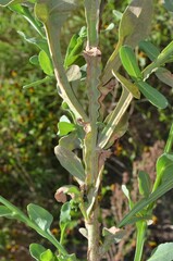 Helenium microcephalum