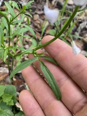 Cardamine californica