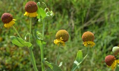 Helenium microcephalum
