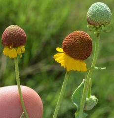 Helenium microcephalum