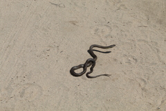 Philodryas chamissonis