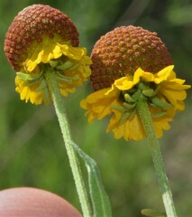 Helenium microcephalum