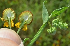 Helenium microcephalum