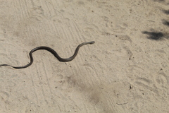 Philodryas chamissonis