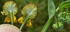 Helenium microcephalum