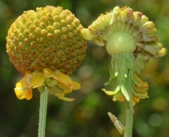 Helenium microcephalum