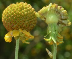Helenium microcephalum