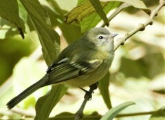 Phyllomyias sclateri