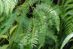 Gleichenella pectinata