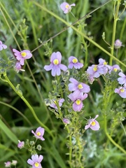 Nemesia fruticans