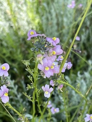 Nemesia fruticans
