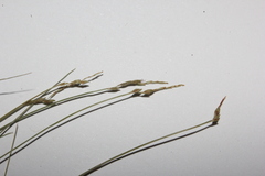 Carex leptalea