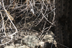 Callopistes maculatus