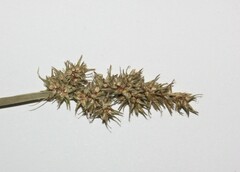 Carex stipata