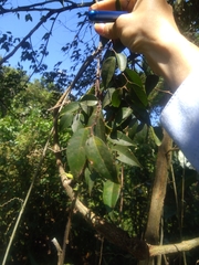 Heliocarpus