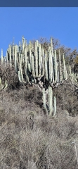 Pachycereus weberi