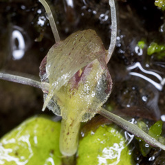 Corybas hatchii