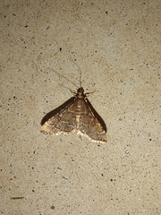 Hymenia perspectalis