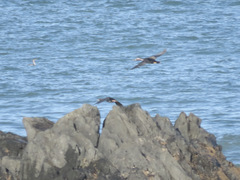 Phalacrocorax punctatus