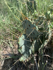 Opuntia tortispina