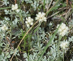Antennaria