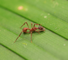 Apterostigma collare
