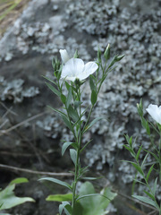 Linum monogynum