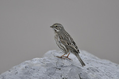 Passerculus sandwichensis princeps