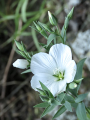 Linum monogynum