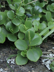 Peperomia urvilleana