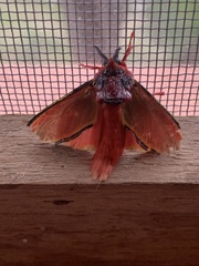 Edebessa purens