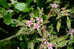 Aizoon pubescens