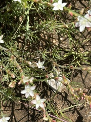 Oxygonum dregeanum