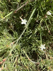 Oxygonum dregeanum