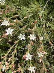 Oxygonum dregeanum