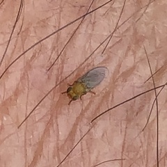 Chyromyidae