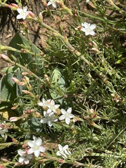 Oxygonum dregeanum
