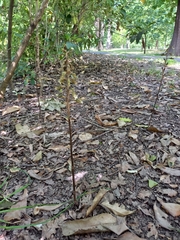 Gastrodia cunninghamii