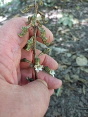 Gastrodia cunninghamii