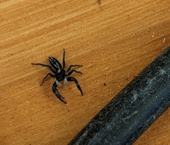 Ocrisiona leucocomis